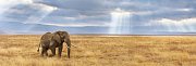 Elephant Puzzle