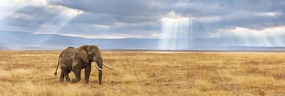 Elephant Puzzle