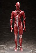 Original Character Figma Action Figure Human Anatomical Model 15 cm