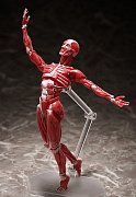 Original Character Figma Action Figure Human Anatomical Model 15 cm