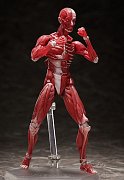 Original Character Figma Action Figure Human Anatomical Model 15 cm